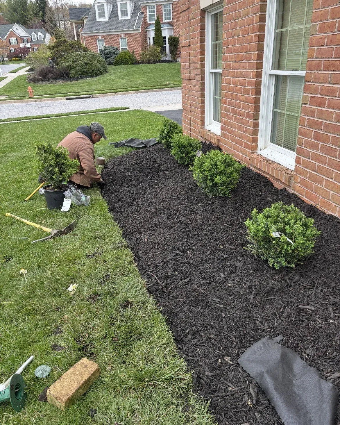 Bed cleared and new shrubs set
