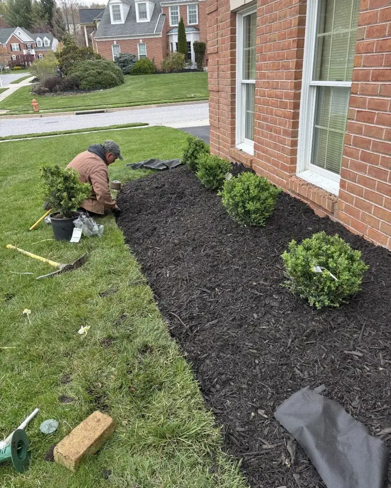 Setting shrubs into a freshly edged mulch bed