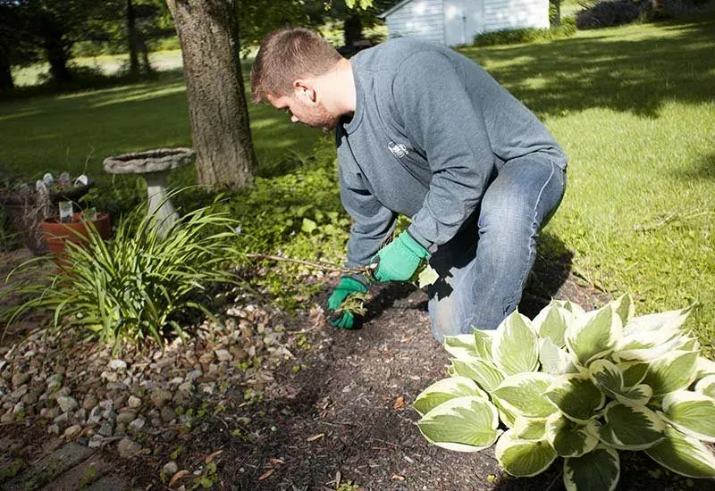 Bed Clearing & Replanting, Baltimore County
