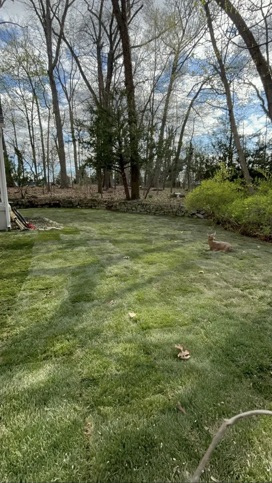 Striped back lawn at the woodland edge