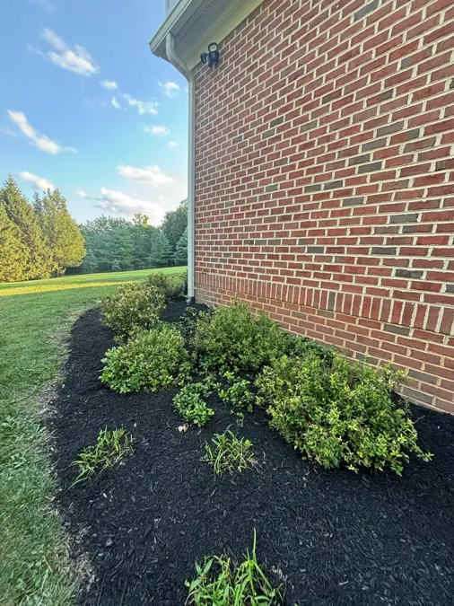 Black mulch bed and plantings along the wall