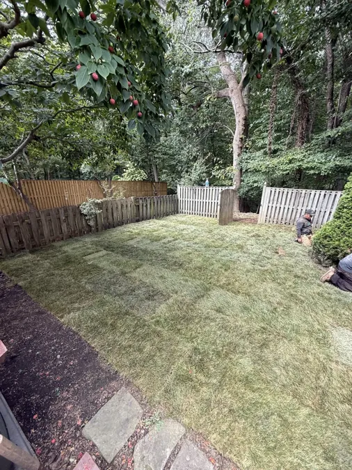Border and lawn under the fruit trees